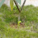柠檬树茁壮成长