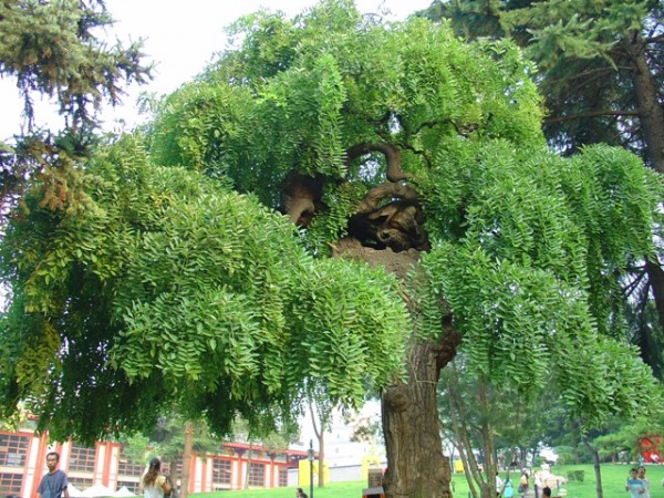 大雁塔广场公园里有一棵很有艺术感的树