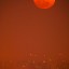 2011年4月的“假红月”，实为城市大气污染导致的。詹想 摄